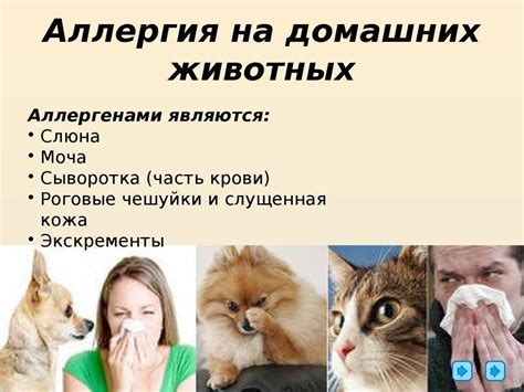 Описание аллергии на кошек и ее проявления