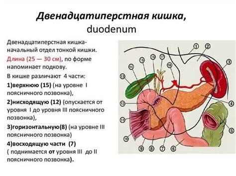 Описание анатомии мотыля