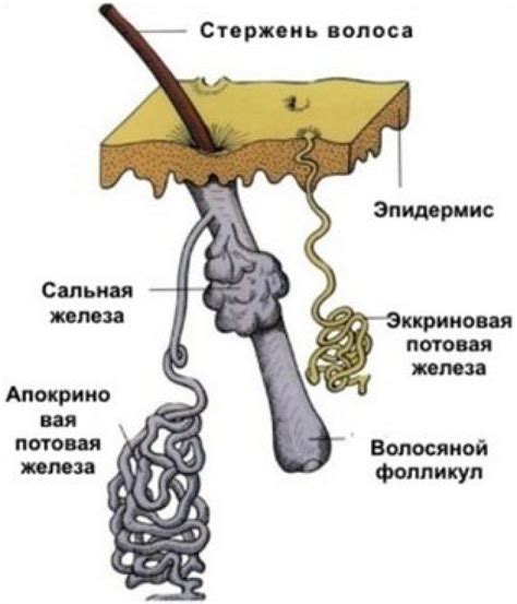 Описание апокриновых потовых желез