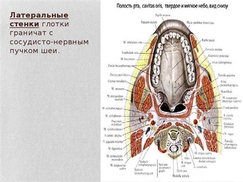 Описание глотки