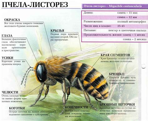 Описание и классификация пчелы