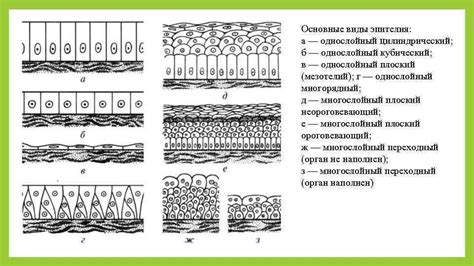 Описание и особенности эпителия плоского слоя у собак