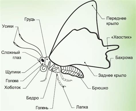 Описание и преимущества механизма бабочки