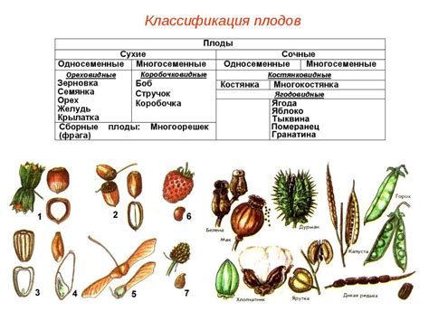 Описание и состав: