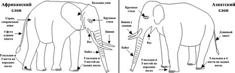 Описание строения лап слона