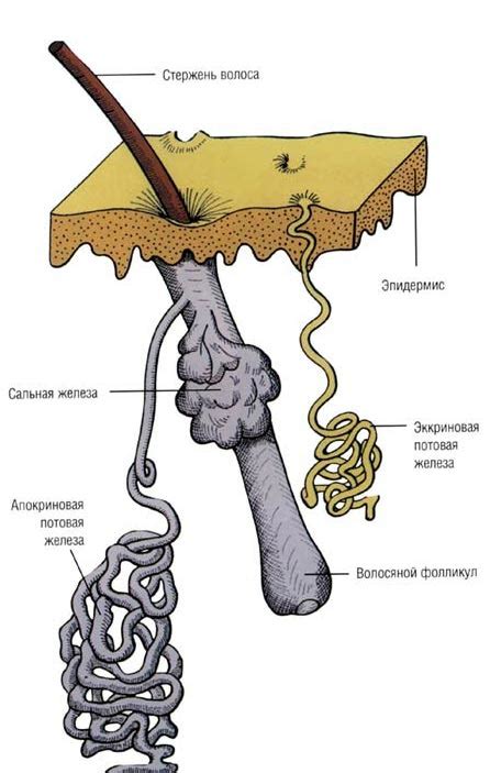 Описание эккриновых потовых желез