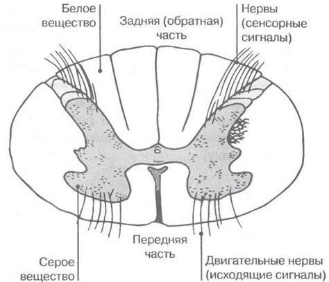 Опишите функции и возможности игрушки