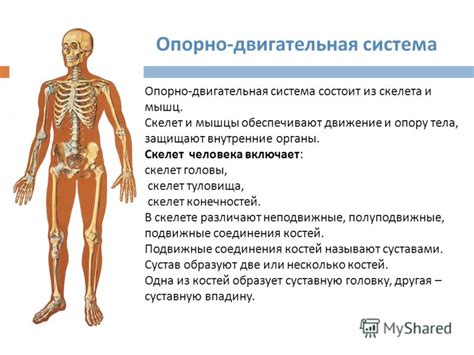 Опорно-двигательная система человека