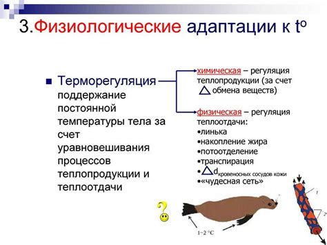 Определение адаптации