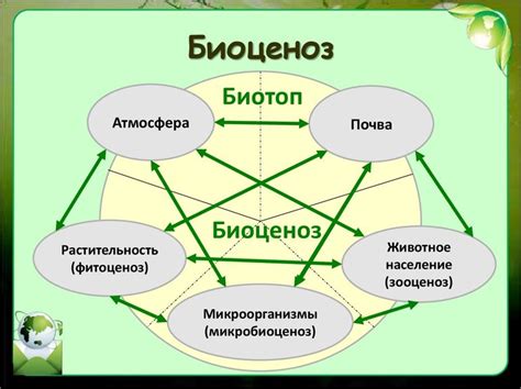 Определение брожения в биологии