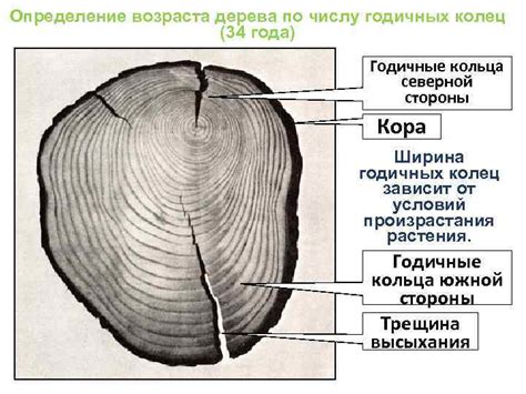 Определение возраста по числу колец в стволе