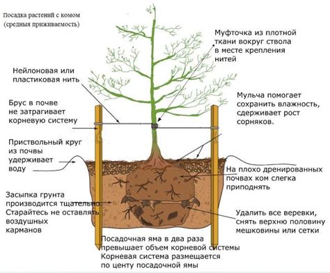 Определение глубины посадки груши с учетом корневой шейки