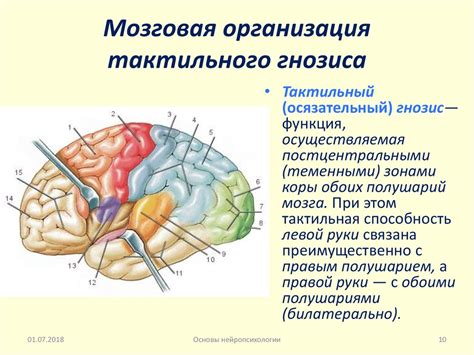 Определение гнозиса в неврологии