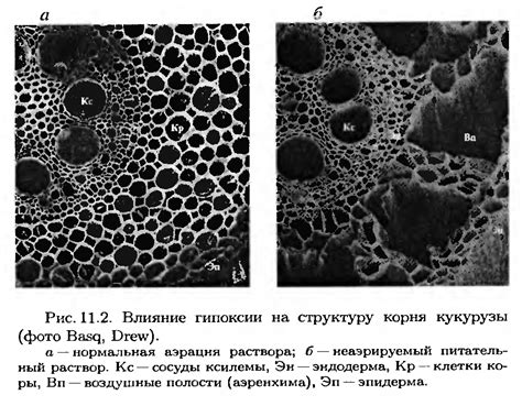 Определение жизнеспособности корня