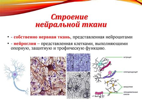 Определение и структура нервной ткани