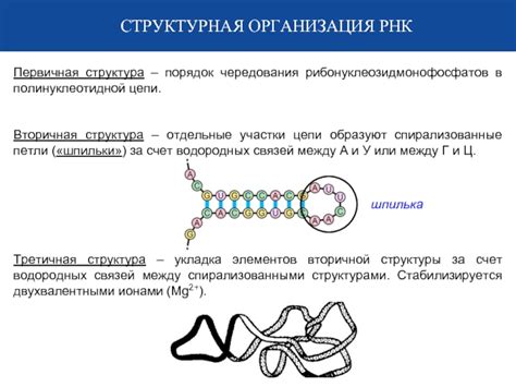 Определение и структура нуклеиновых кислот