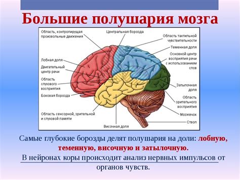 Определение и функции мозга распределителя