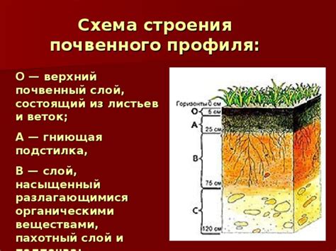 Определение и функции почвы