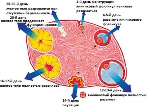 Определение количества фолликулов в яичниках