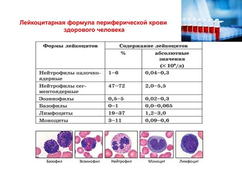 Определение лимфоцитов в крови