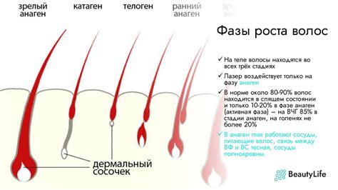 Определение направления роста волос