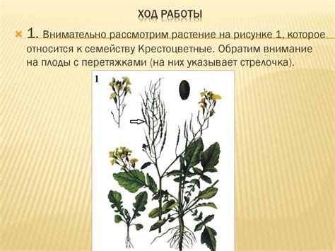 Определение на примере 5 класса