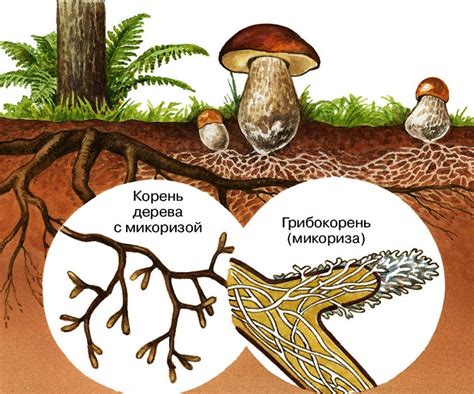 Определение опяточных грибов