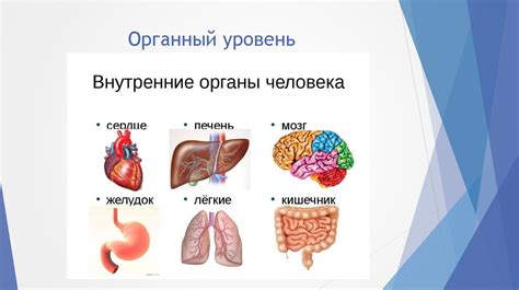 Определение органного уровня