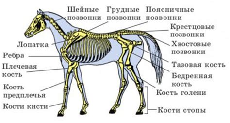 Определение основных пропорций головы лошади