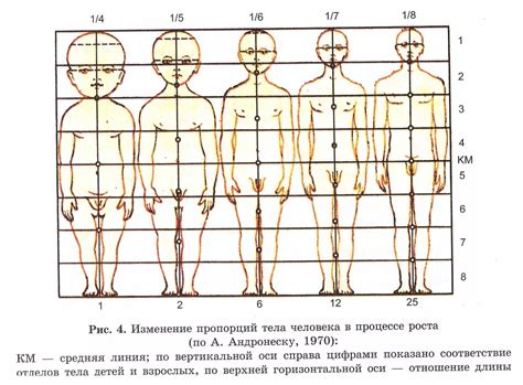 Определение основных пропорций тела человека