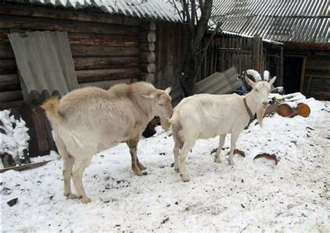 Определение охоты у козы: признаки и поведение