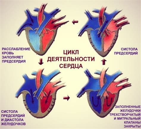 Определение первой фазы цикла сердечной деятельности