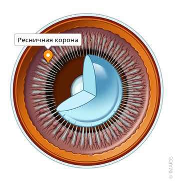 Определение перевода корона