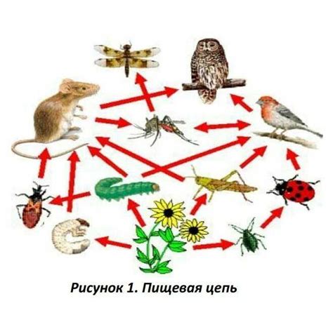 Определение пищевой цепи и ее роль в экосистеме