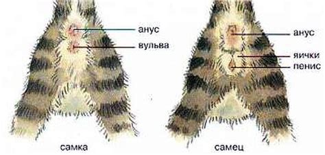 Определение пола кота по голосовому окрасу