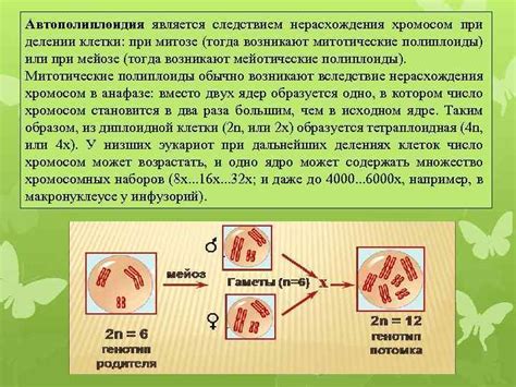 Определение полиплоидии