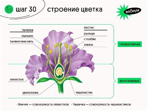 Определение размера цветка