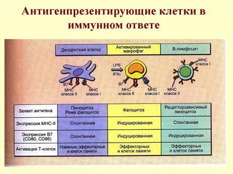 Определение силы иммунитета