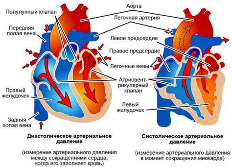 Определение систолы и диастолы