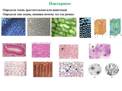 Определение типа ткани