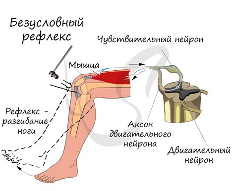 Определение условного рефлекса