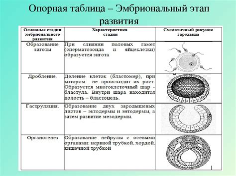 Определение эмбриогенеза и его связь с оплодотворением