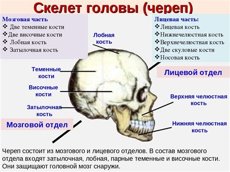 Определите контур черепа