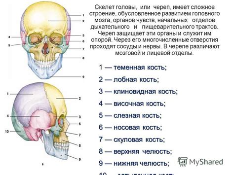 Определите основные формы тела и головы