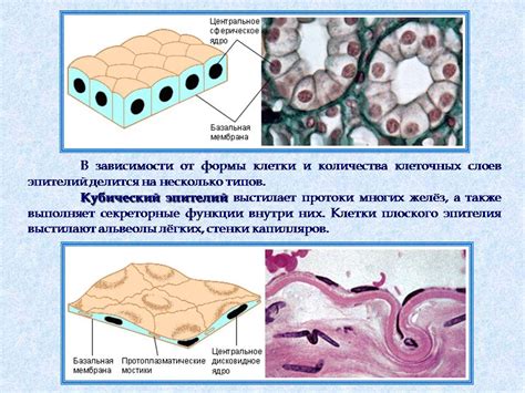 Определите тип ткани