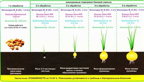 Оптимальное время подкормки лука