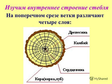 Оптимальное расположение веток