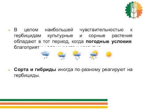 Оптимальные условия применения гербицидов: время и погодные условия