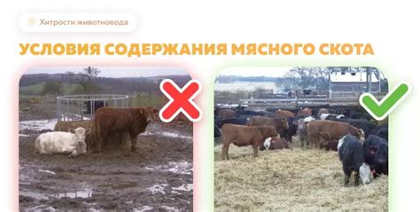 Оптимальные условия содержания мулардов