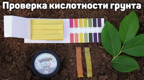 Оптимальный уровень кислотности грунта